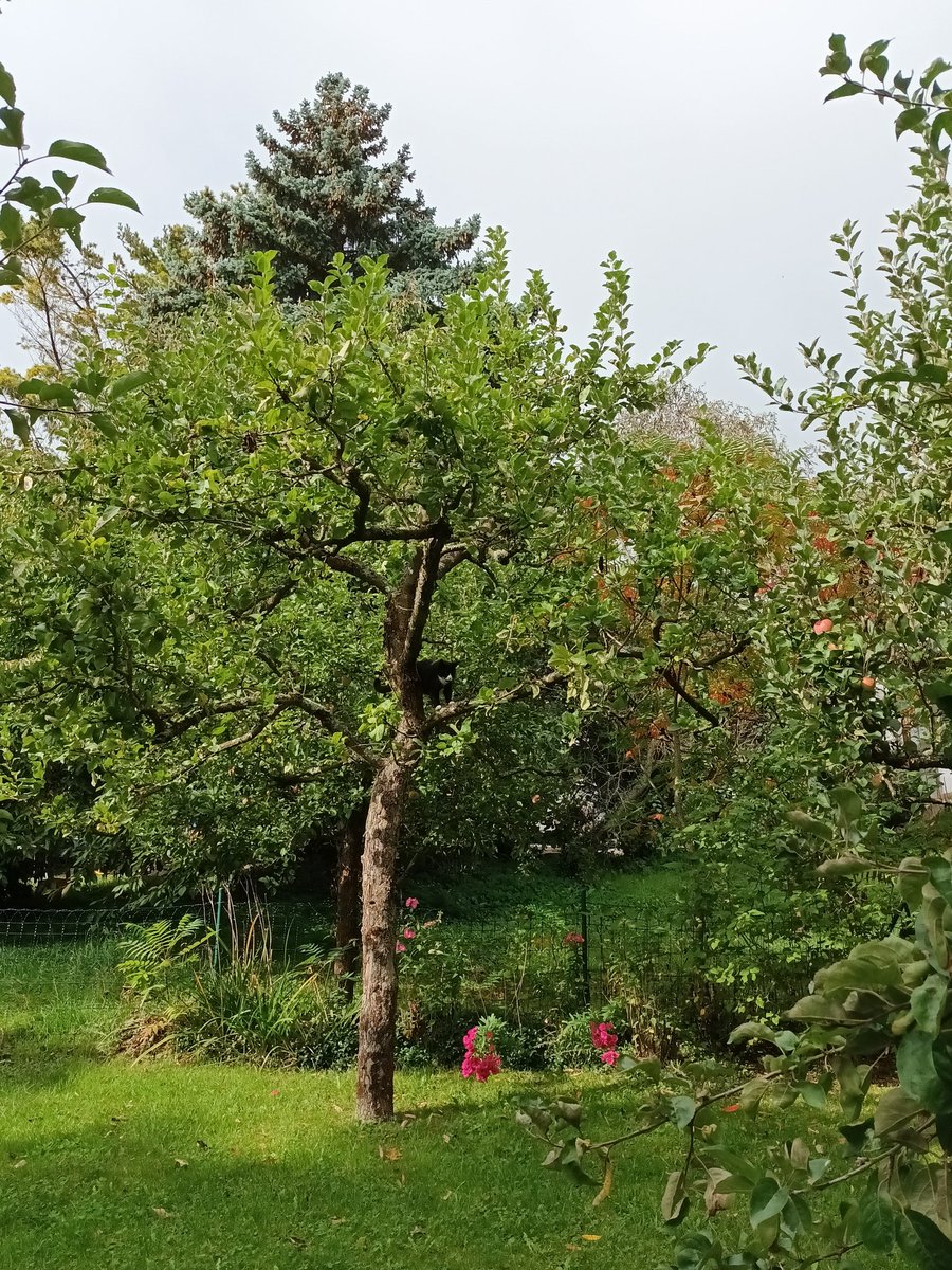 kristallnaach's tweet photo. #Katzenbaum #Baumkatze Suchbild
Nachbar's #Katze 🙀😹 #Gärtchen23 https://t.co/B2I9hUm9RH