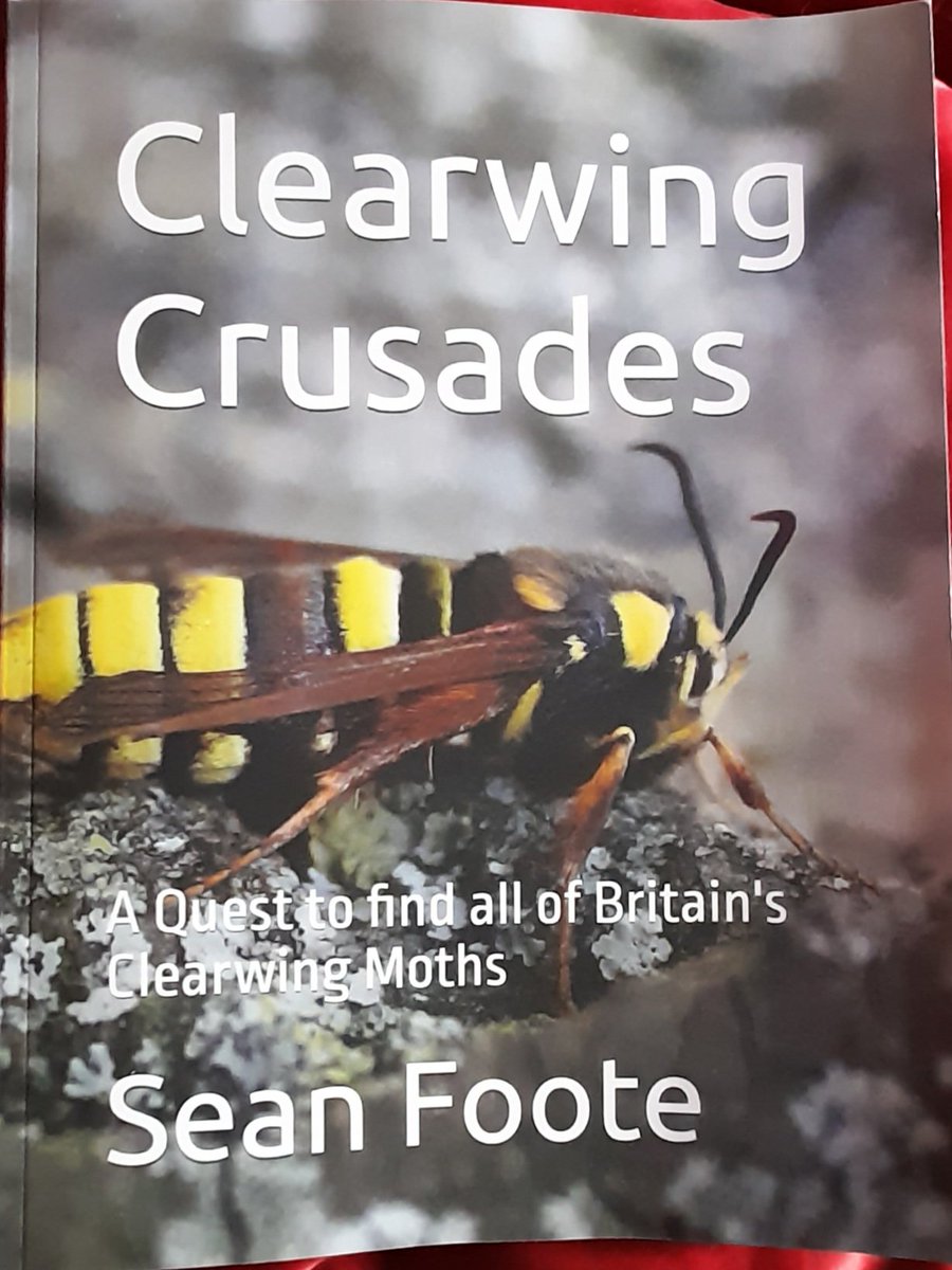 4peatssake2's tweet photo. Serious #Clearwing envy, what a beauty & an 'entertaining' tale behind @TheDetermin8or eventually catching up with this fascinating critter (misnomer) 52/72 through 'Clearwing Crusades' & thoroughly enjoying Sean's adventures (predominantly southern so unlikely I could attempt)👍 https://t.co/LQeKeMxAGZ