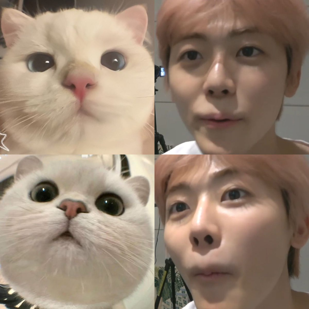 jungshasa's tweet photo. jaemin is cat https://t.co/cFWetcFYAi
