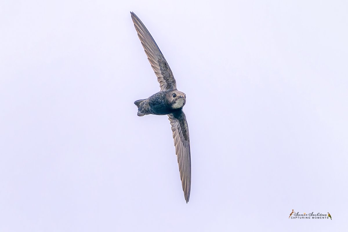 The Little Swift 
#IndiAves #TwitterNatureCommunity #ThePhotoHour #Twitterbirds #littleswift #BirdsOfTwitter #BBCWildlifePOTD #darjeeling #birdsinflight #wingspan #outstretchedwings #wildlife #birdsinindia #indianbirds #birding #photography #swiftinflight #Birdsseenin2003