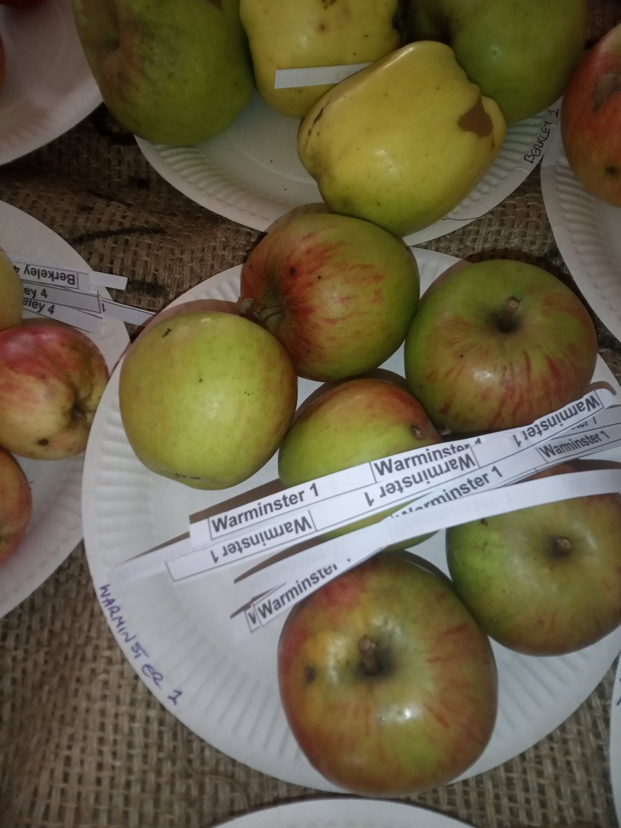 adampjacob's tweet photo. @Warminster1707 apples at #TrowbridgeAppleFestival. Will they win? https://t.co/BwZa0fgagT