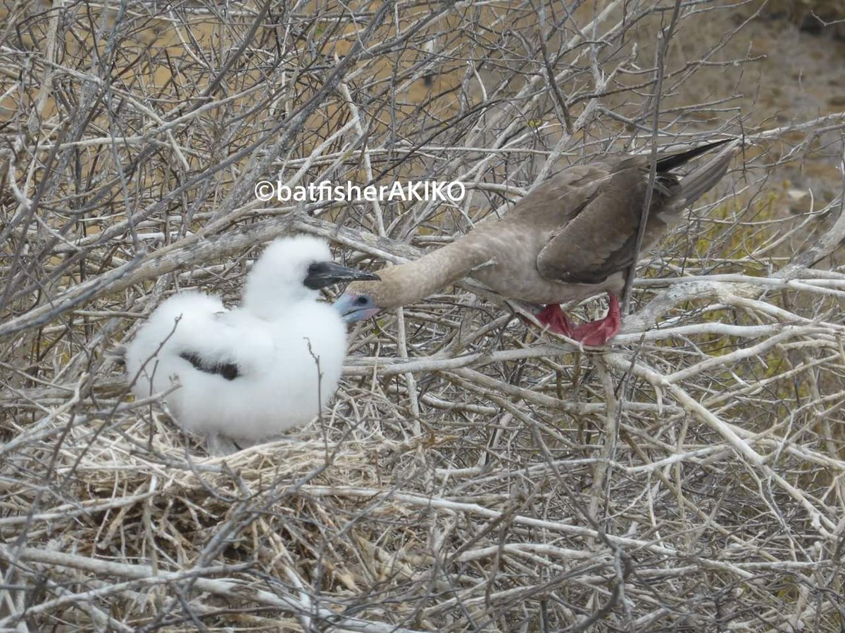batfisherAKIKO's tweet photo. 「ほら、写真に写るんだから羽毛整えないと」
#Ecuador
#エクアドル
#Galapagos
#ガラパゴス諸島
#RedFootedBoobie
#アカアシカツオドリ
#野鳥 https://t.co/ZPpqDWBcSZ