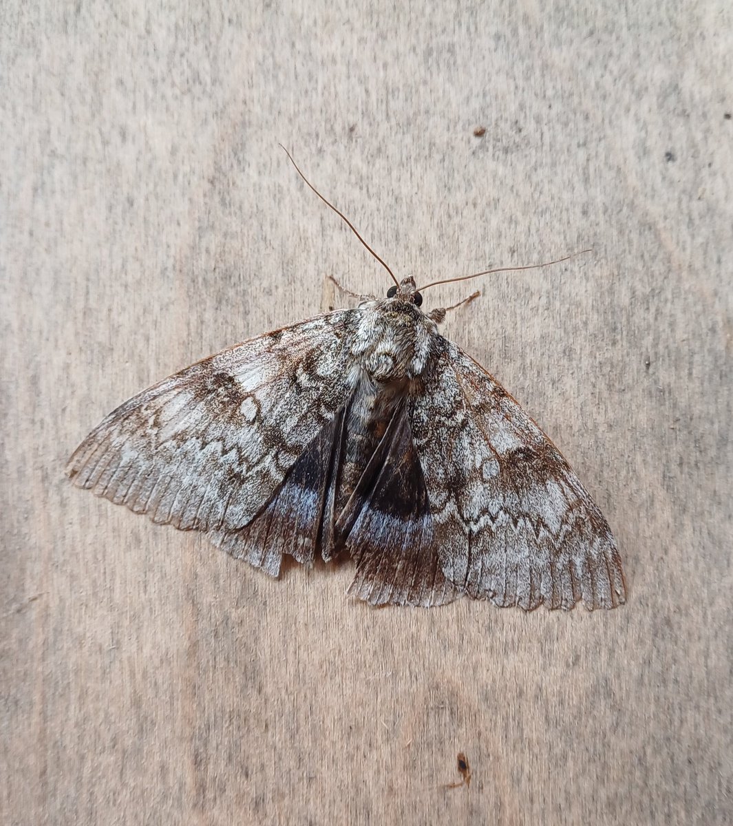 TownsendLen's tweet photo. This rather worn Clifden Nonpareil is a first for our Wenhaston trap ! https://t.co/PfVChu9Bjt