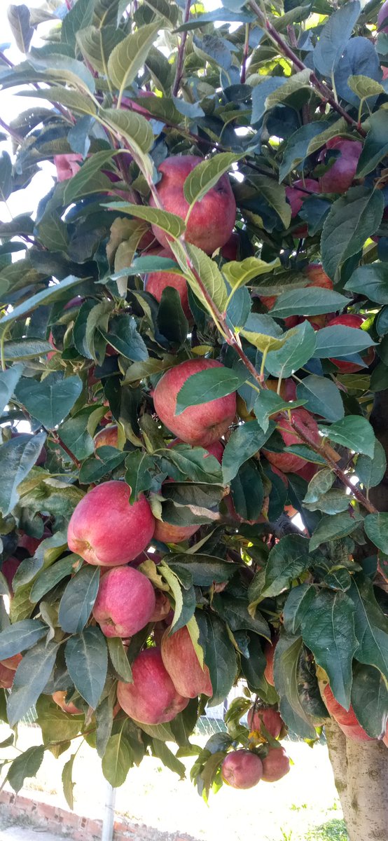AsturicaJardin's tweet photo. #Manzano bastantes años sin dar fruta,viejos y con podas bastante inexpertas,después de 2 #inviernos de cuidados y podas profesionales tenemos manzanas más grandes que puños #AsturicaJardineria
Tus soluciones #huerto #jardín #Maragateria #LaCepeda #Astorga #LaValduerna #LaBañeza https://t.co/ejHsb3dSGq