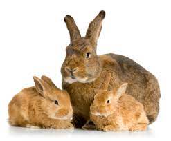 Alexander_Shaq's tweet photo. The #rabbit danced through
the #forest to escape the
death #phantasm
Lurking over each
and every #skull, to give her
baby bunnies a
#cosy life with her around
a #onerous task
building a #sigil
of persistence inside her.
#haikuhorrorprompt #vssmagic #ConverStory #vss365 https://t.co/2Sz9tihvq1