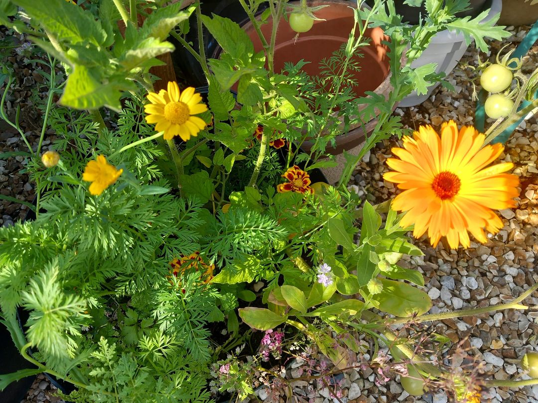 DorsetLibraries's tweet photo. We couldn't let #GreenLibrariesWeek end without sharing some photos of the wildflowers which Dorset Library service encouraged everyone to grow over the summer with our #GrowWithYourLibrary seeds. It's been great to see your photos as they blossomed across Dorset๐ป https://t.co/YSKXis4Czp