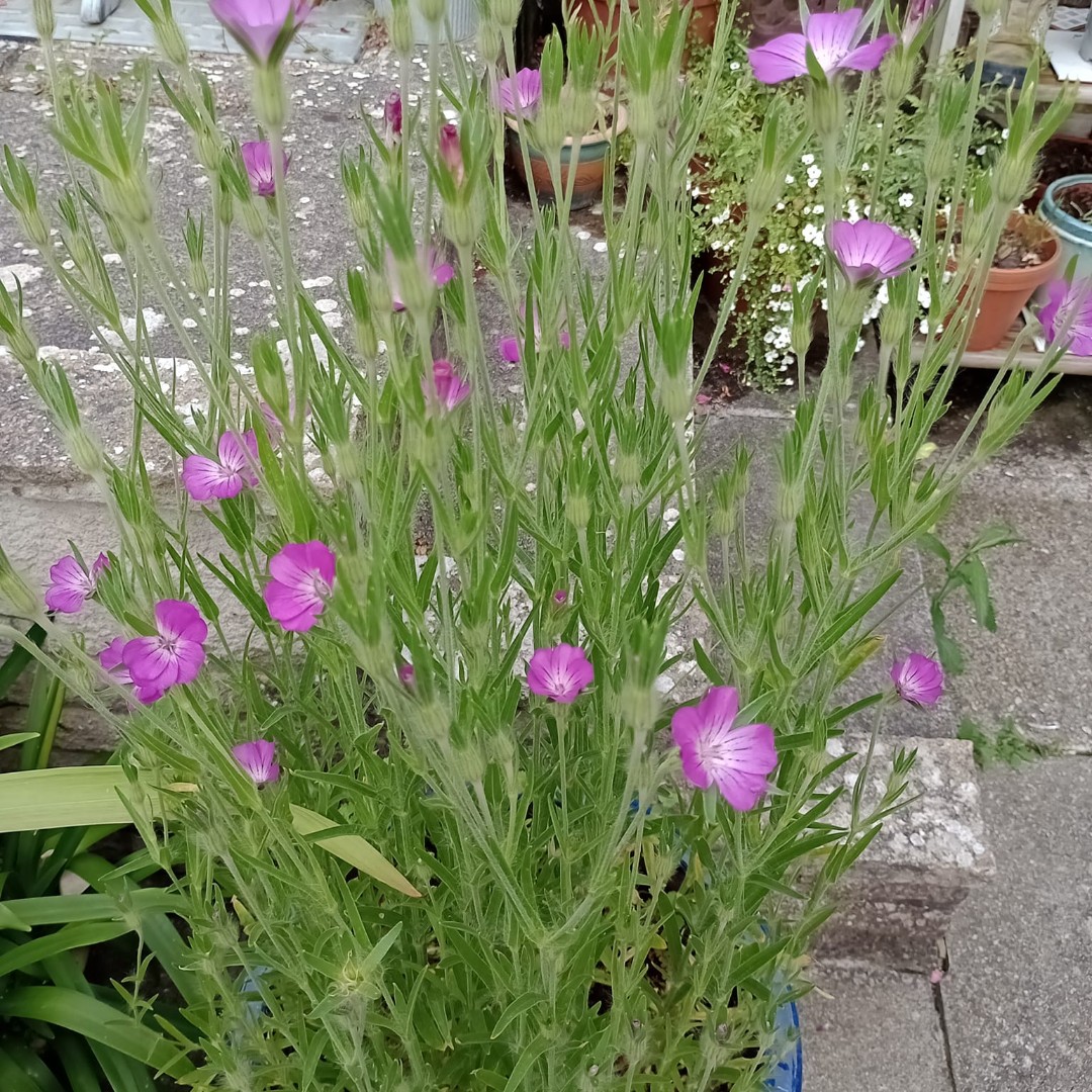 DorsetLibraries's tweet photo. We couldn't let #GreenLibrariesWeek end without sharing some photos of the wildflowers which Dorset Library service encouraged everyone to grow over the summer with our #GrowWithYourLibrary seeds. It's been great to see your photos as they blossomed across Dorset๐ป https://t.co/YSKXis4Czp