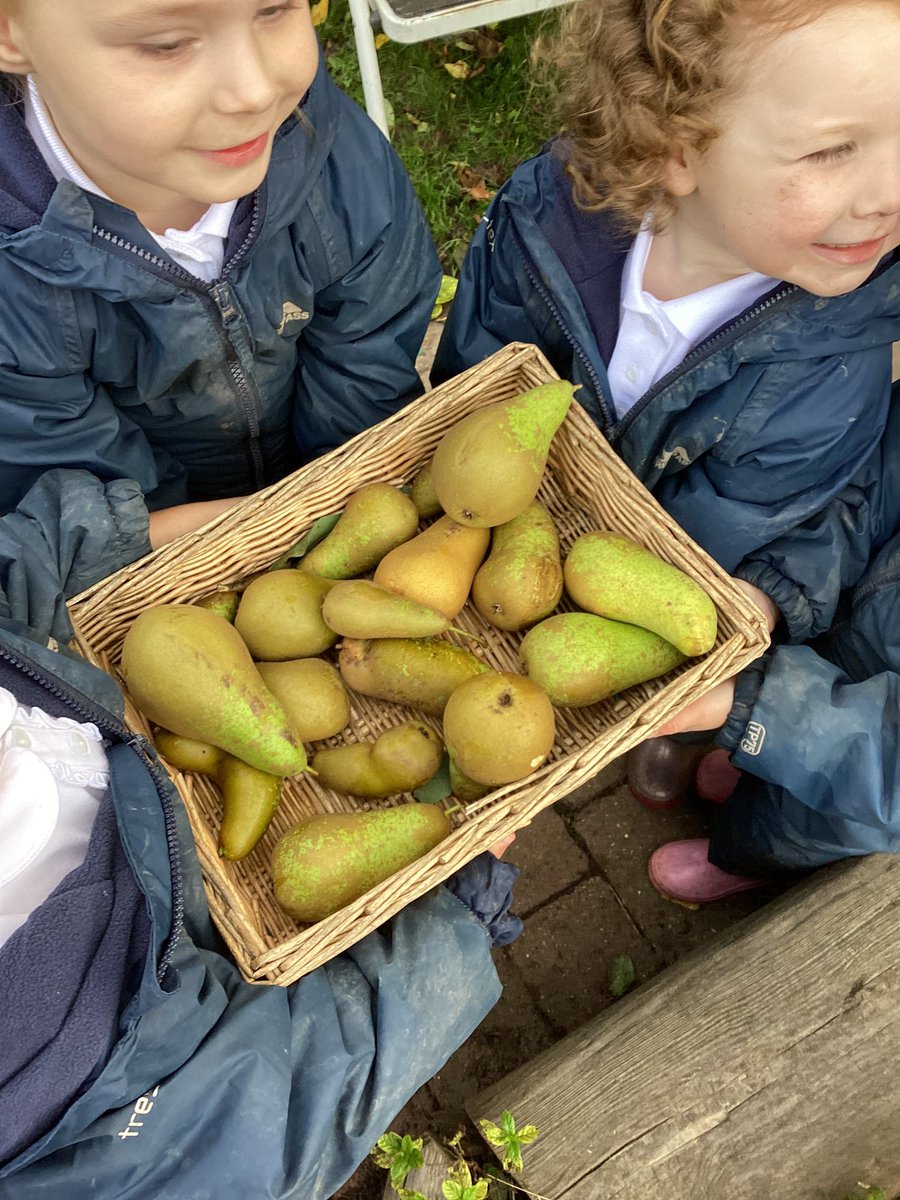 Connection with nature and seasonal observations are embedded in our early years. Nursery decided the pears looked ready to harvest for snack time. Collaboration, communication and problem-solving skills were used throughout🍂🍐 #harrowgateacademy #harrowgateeyfs #harrowgatestem