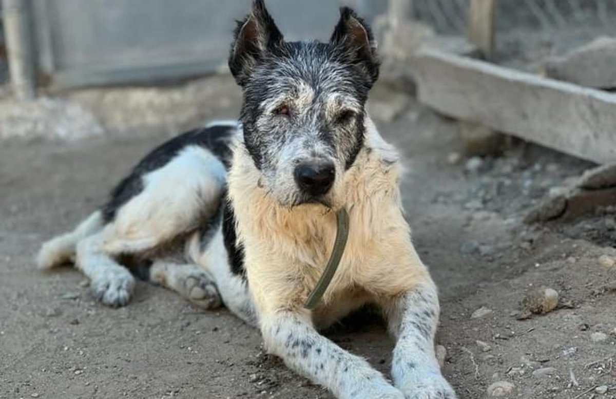 #Córdoba
Rescatado en la rehala... ¿Cómo va a llegar?? Esquelético y casi muerto.

Cuando le dimos comida la devoraba con una ansiedad, que nos dolía.

#GORAN tiene casi 7 años y es un perro maravilloso a pesar todo noble, bueno y  muy tierno.

Si no puedes darle hogar, por