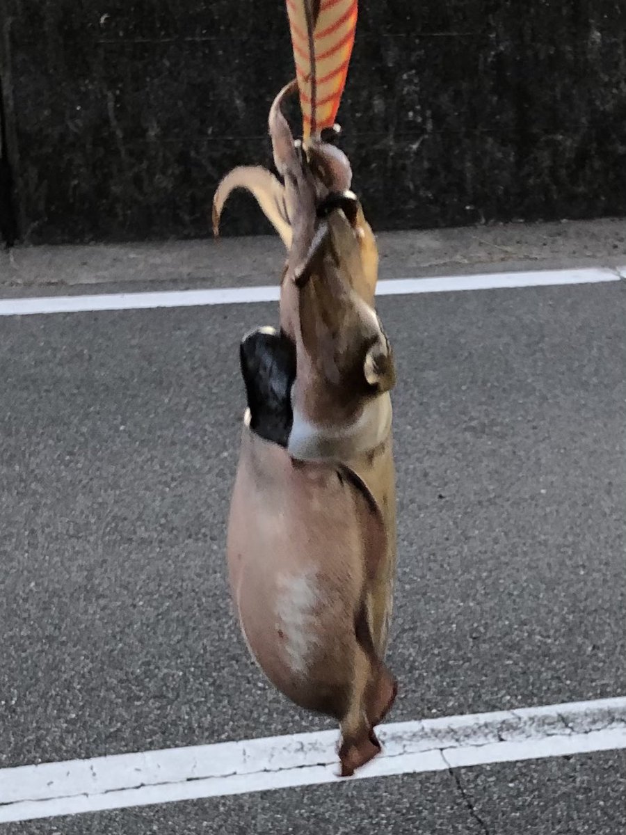 仕事帰りに釣れた😍