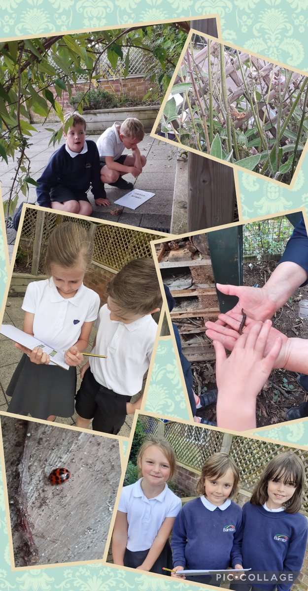 Year 4 took their science learning outside this week. Observing and recording the numbers of invertebrates then asking questions to help classify them. Does it have 6 legs? Can it fly? <a href="/BarntonMissR/">Miss Rutter</a> <a href="/BarntonMrsSc/">Mrs Scott</a>
