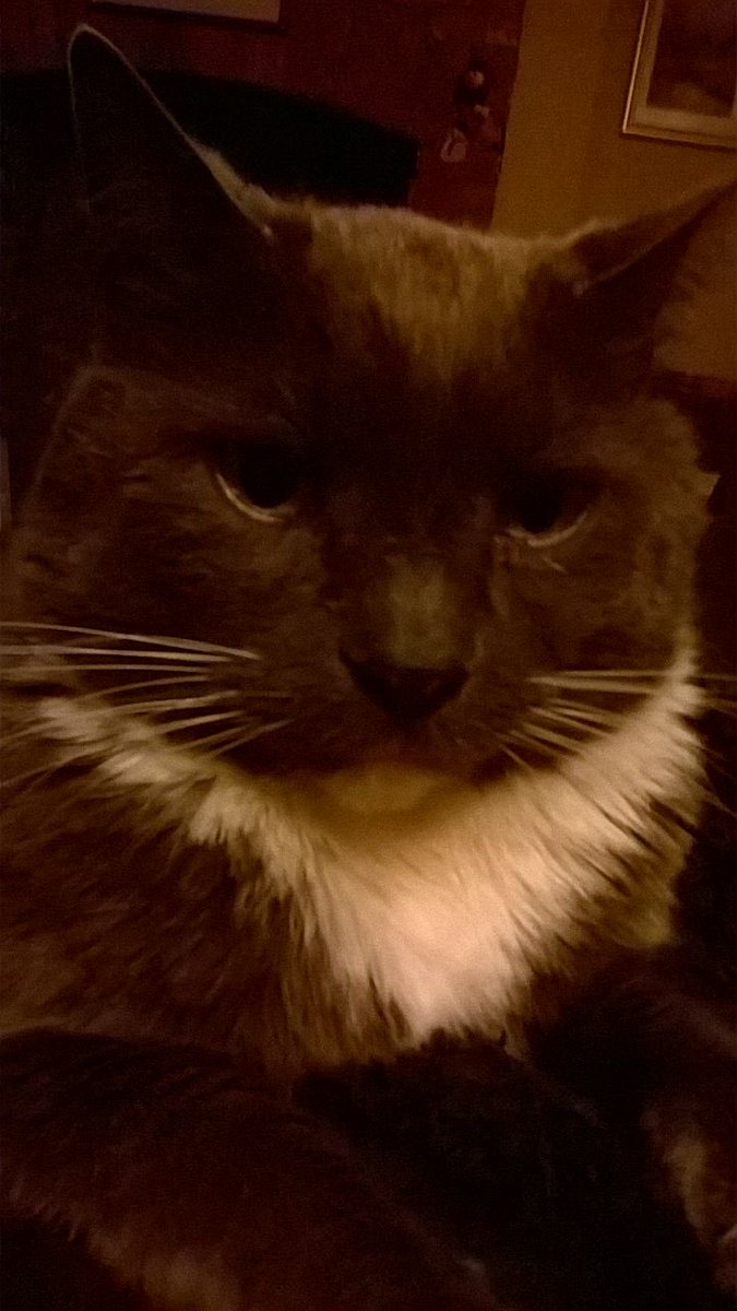 RussBotwright's tweet image. RIP old friend