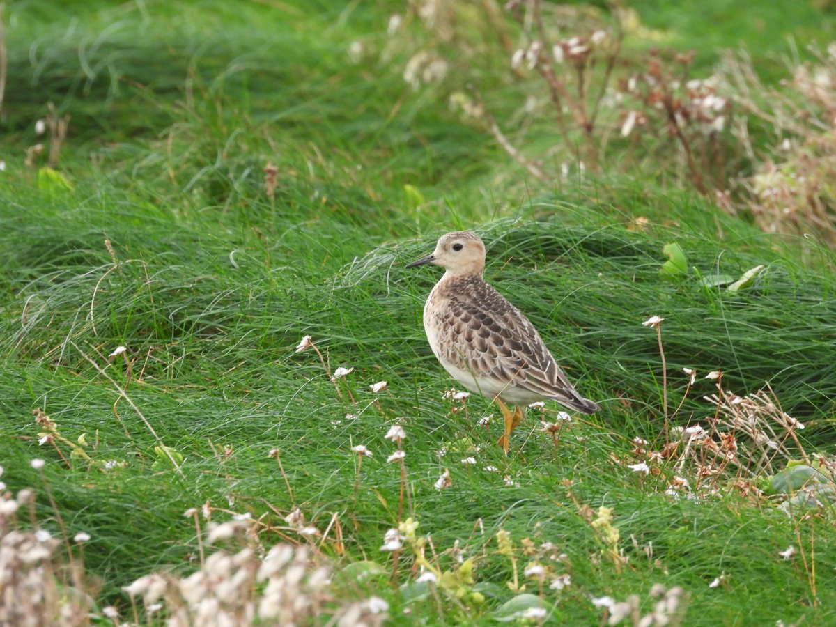 Buff Breasted Sandpiper from America at Loop Head today. <a href="/Britnatureguide/">The British Nature Guide</a>  @IRSBG1 #BirdsSeenIn2023 #BirdsOfTwitter #photography #birdphotography #birding #TwitterNatureCommunity
