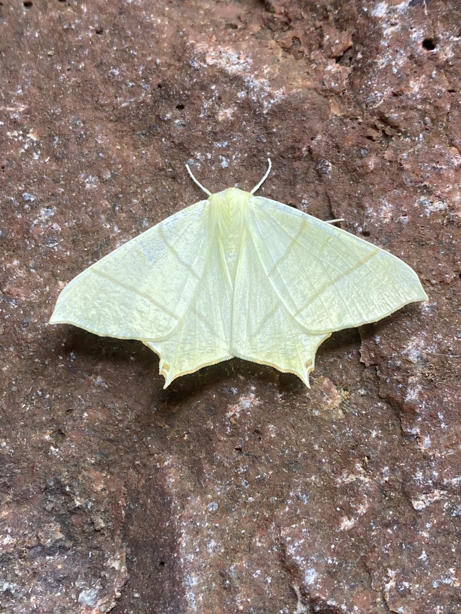 dominicpic's tweet photo. Nice surprise visitor to garden in VC72 last night.. especially so considering the conditions.. #teammoth https://t.co/uNmvor6DJV