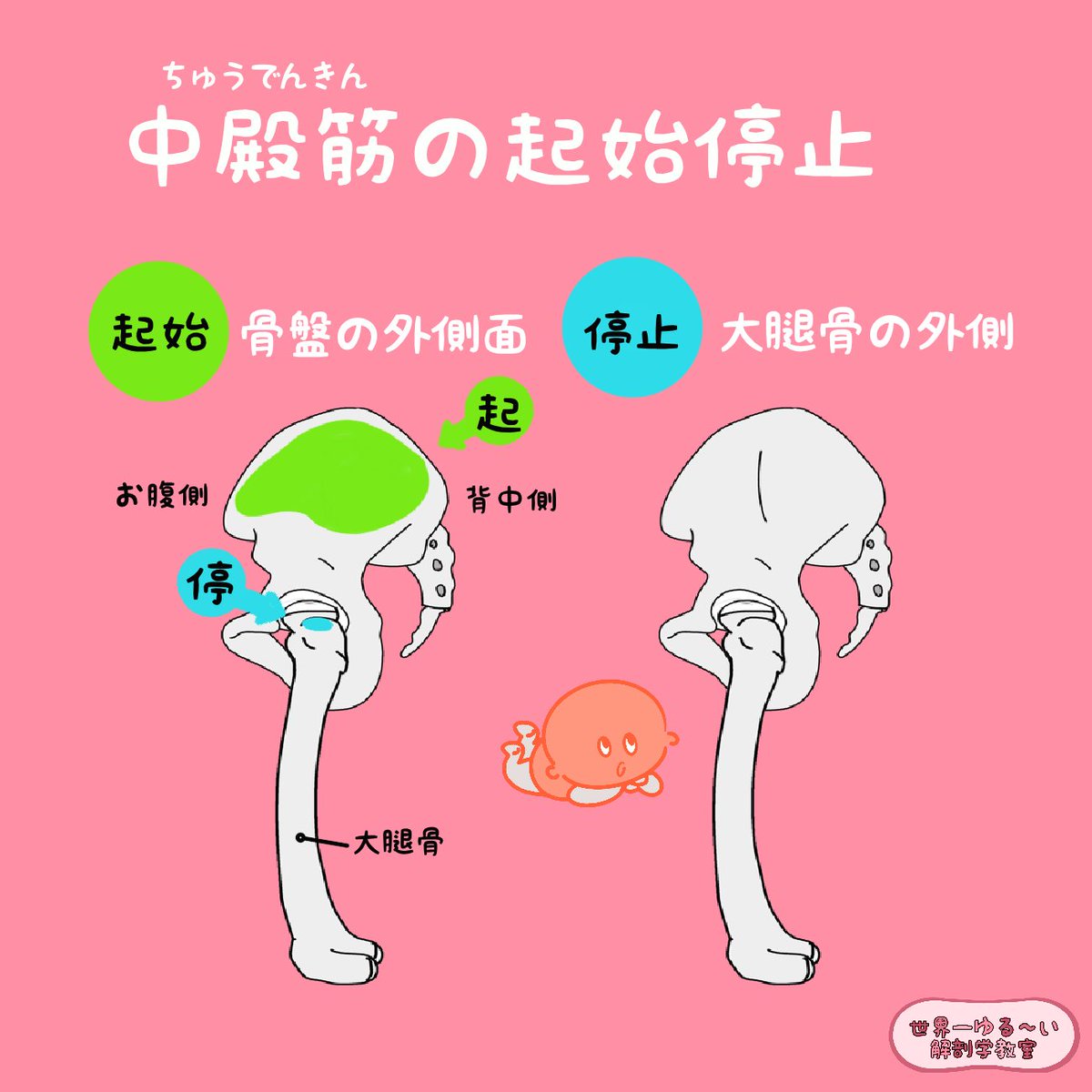anatomylabo's tweet photo. 今回から中殿筋について学んでいいきます。

この筋肉は、立ったり歩いたりしている時のバランスに関係する筋肉です。

イラストを見ながら、中殿筋の形と位置を確認しましょう。

説明文章付き
https://t.co/4obYlmjBvZ
【11-12月　リアル解剖学講座スケジュール・申込】
https://t.co/SkgFCJQ9Sq https://t.co/R3ZHz6C8WO