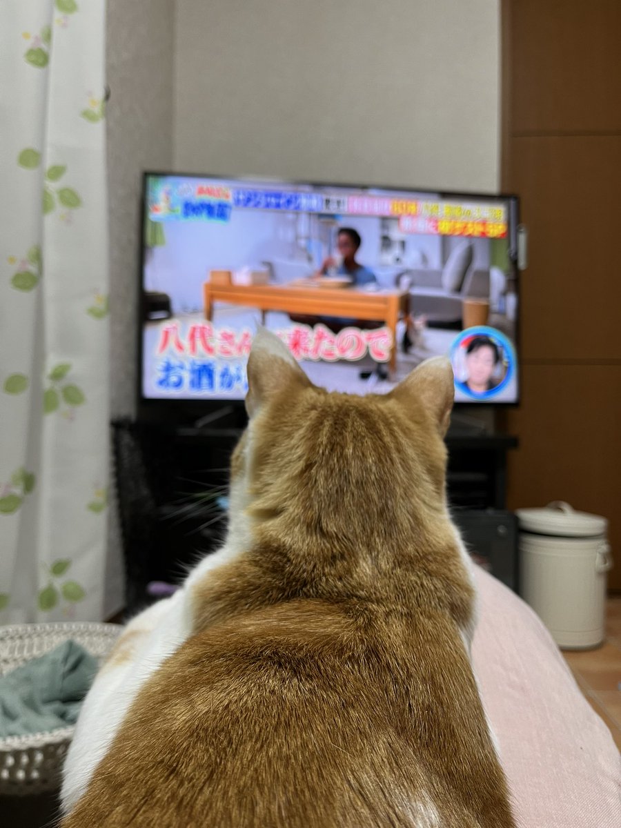 NicoRobi26's tweet photo. 猫おじさん大好きな、ぽんちゃんです
#みんなの動物園
#サンシャイン池崎 https://t.co/EHQLm5MOKk