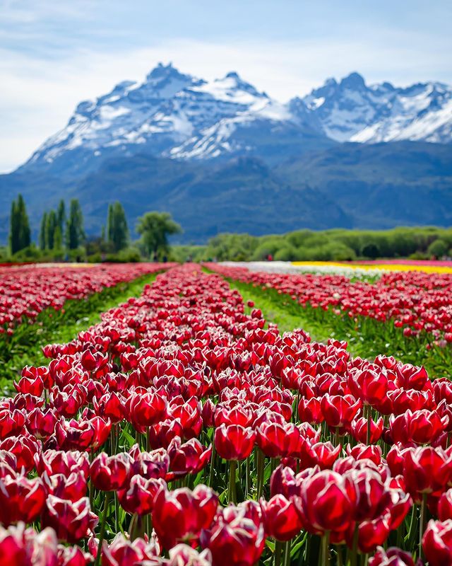 soymariche's tweet photo. No solo son las flores, el entorno también invita! #Trevelin, Futaleufú, Chubut. Octubre mes de los #tulipanes y las #peonias, a 25 km de Esquel, este rincón imperdible para disfrutar de la naturaleza y la cocina galesa.#julilipezraditz chapeau! #BuenSabado twitter!😉🧉☕🌷 https://t.co/Eo36fw97lq