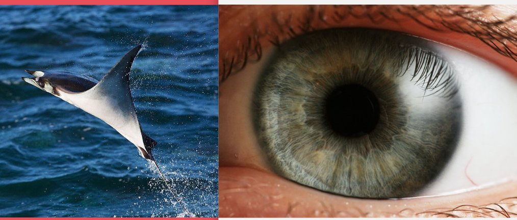 ¿sabías que la superficie ocular es la única parte del cuerpo que NO se ha adaptado al aire seco de nuestro hábitat? ¡Curioso! #MPL23  👀