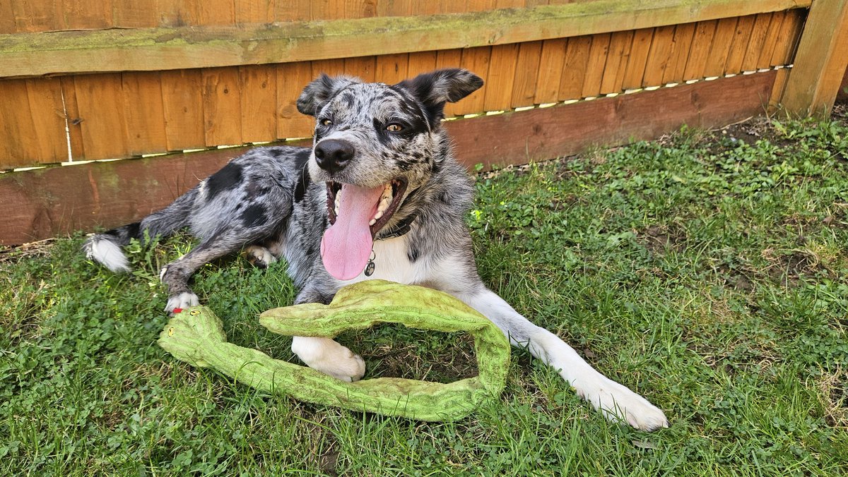 Scruffy_Collie's tweet photo. The snake has been subdued. A successful morning on garden patrol! π€ͺ π πΎ #BorderCollie #SnakySaturday https://t.co/CrVmdWl2EA
