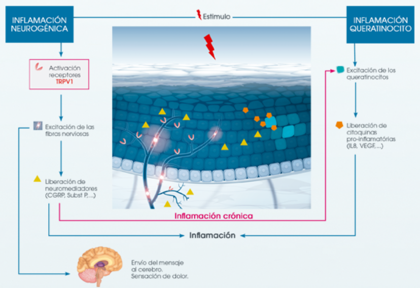 La córnea es la zona más inervada del cuerpo! en cuanto tenemos un daño, se disparan los receptores de dolor y enseguida notamos intenso dolor!
#MPL23 #alergia #conjuntivitis