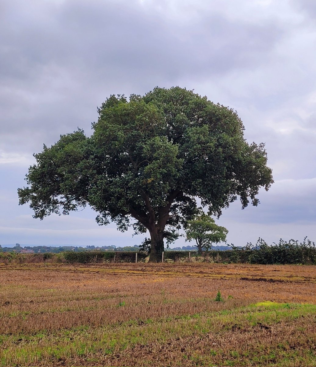 I know it's not the same, but this magnificent oak near me is a fine example after the needless felling of the oak in #sycamoregap seen during my dog walk