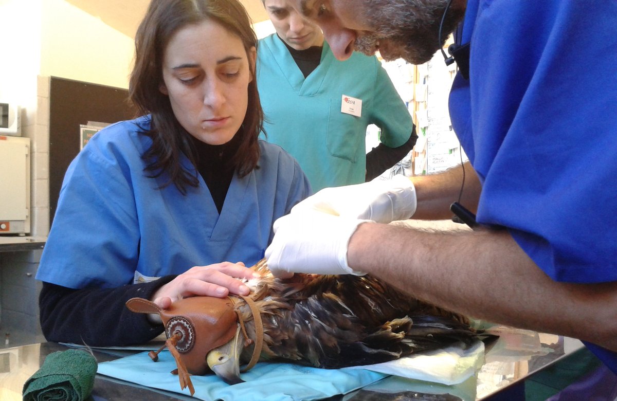 GREFA (@grefa_fauna) on Twitter photo #GREFAsequeda Si en algún momento has conocido, simpatizado o ayudado a nuestra labor de recuperación de la fauna salvaje autóctona, hoy te pedimos que nos eches una mano firmando esta petición online. ¡Gracias de corazón! change.org/p/exigir-al-ay… #GREFAsequeda Si en algún momento has conocido, simpatizado o ayudado a nuestra labor de recuperación de la fauna salvaje autóctona, hoy te pedimos que nos eches una mano firmando esta petición online. ¡Gracias de corazón! change.org/p/exigir-al-ay…