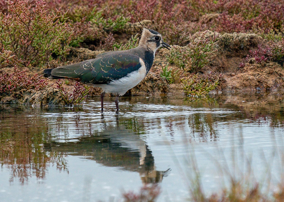 Alan Crockard (@hacpix) on Twitter photo Lapwing. Beautiful birds and #Redglasswort at #Pennington Hants <a href="/LymKeyRanger/">Lymington-Keyhaven Nature Reserve</a> <a href="/CHOG_birds/">CHOG</a> <a href="/HantsIWWildlife/">Hampshire & Isle of Wight Wildlife Trust</a> <a href="/Natures_Voice/">RSPB</a> <a href="/NatureUK/">NatureUK</a> <a href="/birdingplaces/">Birdingplaces</a> Lapwing. Beautiful birds and #Redglasswort at #Pennington Hants <a href="/LymKeyRanger/">Lymington-Keyhaven Nature Reserve</a> <a href="/CHOG_birds/">CHOG</a> <a href="/HantsIWWildlife/">Hampshire & Isle of Wight Wildlife Trust</a> <a href="/Natures_Voice/">RSPB</a> <a href="/NatureUK/">NatureUK</a> <a href="/birdingplaces/">Birdingplaces</a>