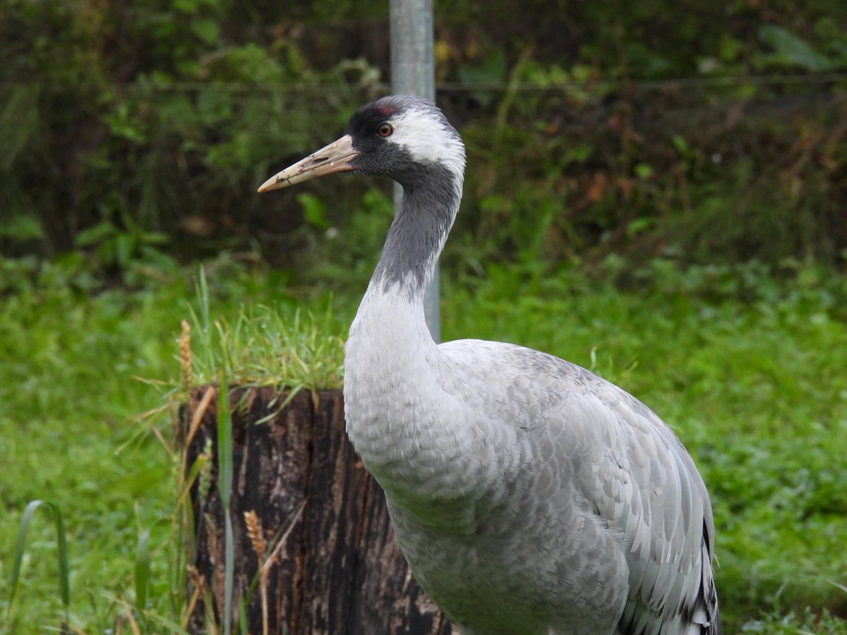 WWTWashington's tweet photo. Our young common crane has travelling to #Watatunga Nature Reserve in Norfolk this week where she'll have an ENORMOUS outdoor reserve to explore & a male called Hattie to keep her company!
📸 Crane youngster at 2 weeks old / 2 months old (© Bill Richmond) / 17 months old) https://t.co/5AMbiPUNfa