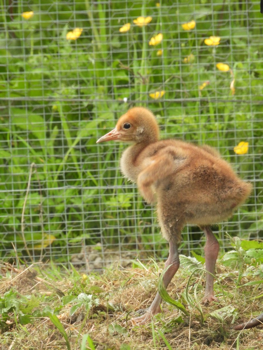 WWTWashington's tweet photo. Our young common crane has travelling to #Watatunga Nature Reserve in Norfolk this week where she'll have an ENORMOUS outdoor reserve to explore & a male called Hattie to keep her company!
📸 Crane youngster at 2 weeks old / 2 months old (© Bill Richmond) / 17 months old) https://t.co/5AMbiPUNfa