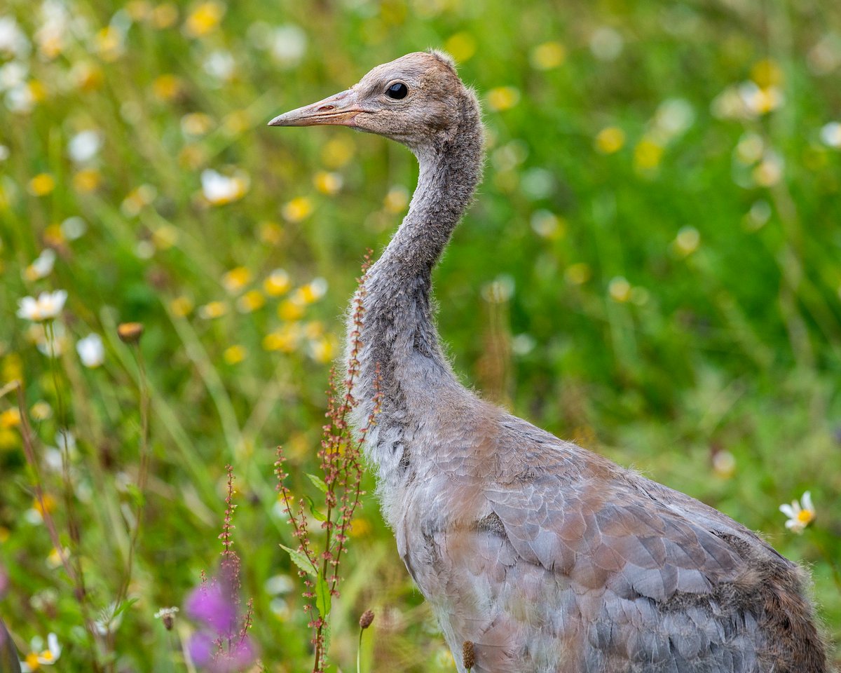 WWTWashington's tweet photo. Our young common crane has travelling to #Watatunga Nature Reserve in Norfolk this week where she'll have an ENORMOUS outdoor reserve to explore & a male called Hattie to keep her company!
📸 Crane youngster at 2 weeks old / 2 months old (© Bill Richmond) / 17 months old) https://t.co/5AMbiPUNfa