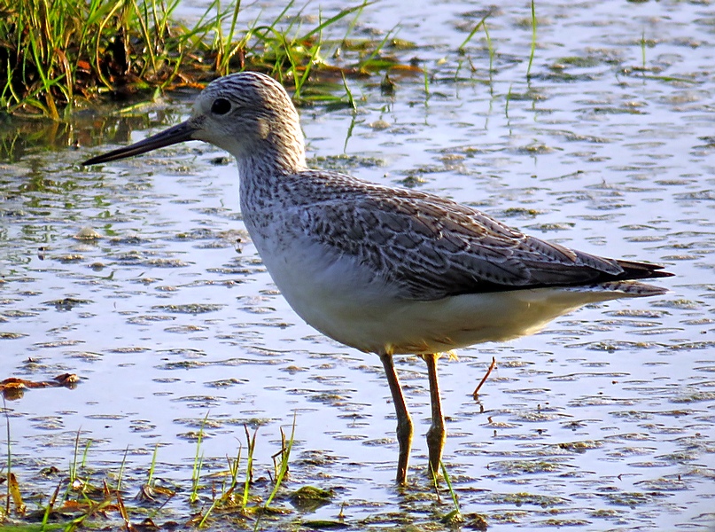 ianballam's tweet image. I keep thinking that the "Pools Field" resident Greenshank can't get any closer but then it continues to surprise!! #LycthettFields #FeatherDetail
