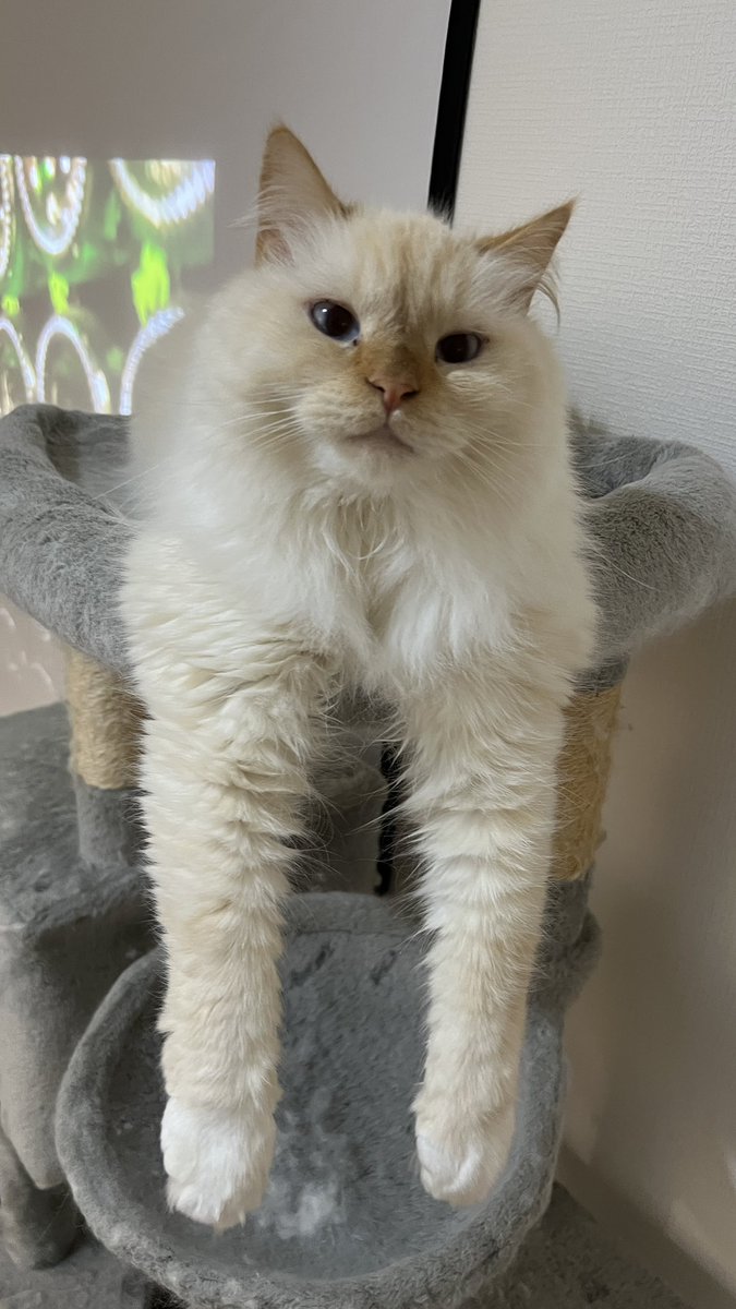 aria_diary_0815's tweet photo. 両手だらーん

#猫好きさんと繋がりたい #猫のいる暮らし https://t.co/T4YNFl3KKL