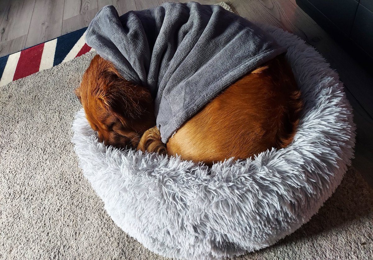 BCowan13's tweet photo. @EwenDCameron Was out with Walter earlier. Got soaked, but now he's all snug with his hoodie on 👌💙 https://t.co/1pKWxX8GMN