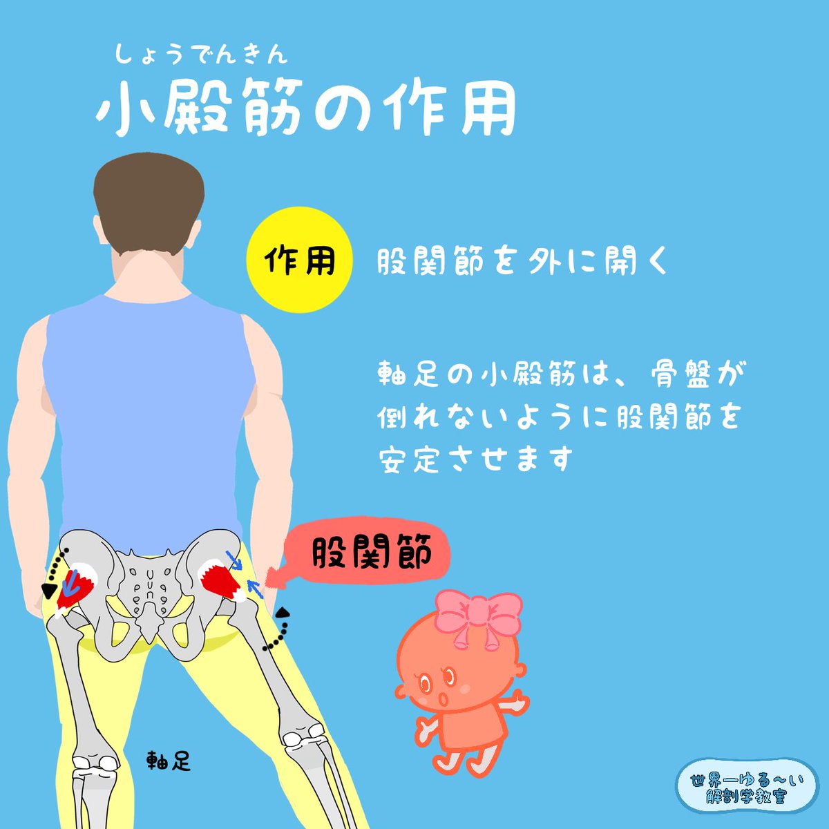 anatomylabo's tweet photo. 今回は、小殿筋の作用を見てみましょう。

小殿筋の作用は２つに分けてみると分かりやすいです！

イラストをしっかり見て、作用を確認しましょう。

説明文章付き
https://t.co/g3kjOHmwQw
.
【11-12月 リアル解剖学講座　スケジュール・申込】
https://t.co/SkgFCJQHHY https://t.co/0KW8eVeFb8