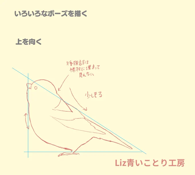 ある程度スズメの形を理解して、正面と真横を描きなれてきたら、小鳥らしいポーズにも挑戦してみよう❤︎

アタリの入れ方にある程度セオリーがあるので、ポイントさえ押さえれば、かなりそれっぽくなるはず🥰

上を向くのは頭を球と考えて上に回すように下顎ラインなど描くとらしくなります。 