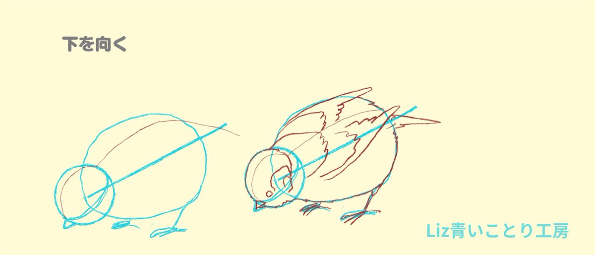ある程度スズメの形を理解して、正面と真横を描きなれてきたら、小鳥らしいポーズにも挑戦してみよう❤︎
アタリの入れ方にある程度セオリーがあるので、ポイントさえ押さえれば、かなりそれっぽくなるはず🥰
上を向くのは頭を球と考えて上に回すように下顎ラインなど描くとらしくなります。