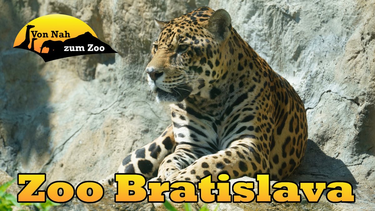 vonnahbisfern's tweet photo. Den nächsten Zoo Rundgang legen wir im #zoobratislava ein. Viel Spaß beim Schauen!

#zoo #tierpark #bratislava #slowakei #Slovakia #youtube #video 

https://t.co/iImqCS1X0u https://t.co/nlP7YjW5wr