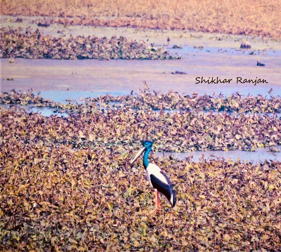 Wildlife Week Bird Series 
Day 6 - Black-necked Stork
(Ephippiorhynchus asiaticus)

#WildlifeWeek2023 #WildlifeWeek
#wildlife #bird #birding #birdphotography #IndiAves #PilibhitTigerReserve @IndiAves @PilibhitR