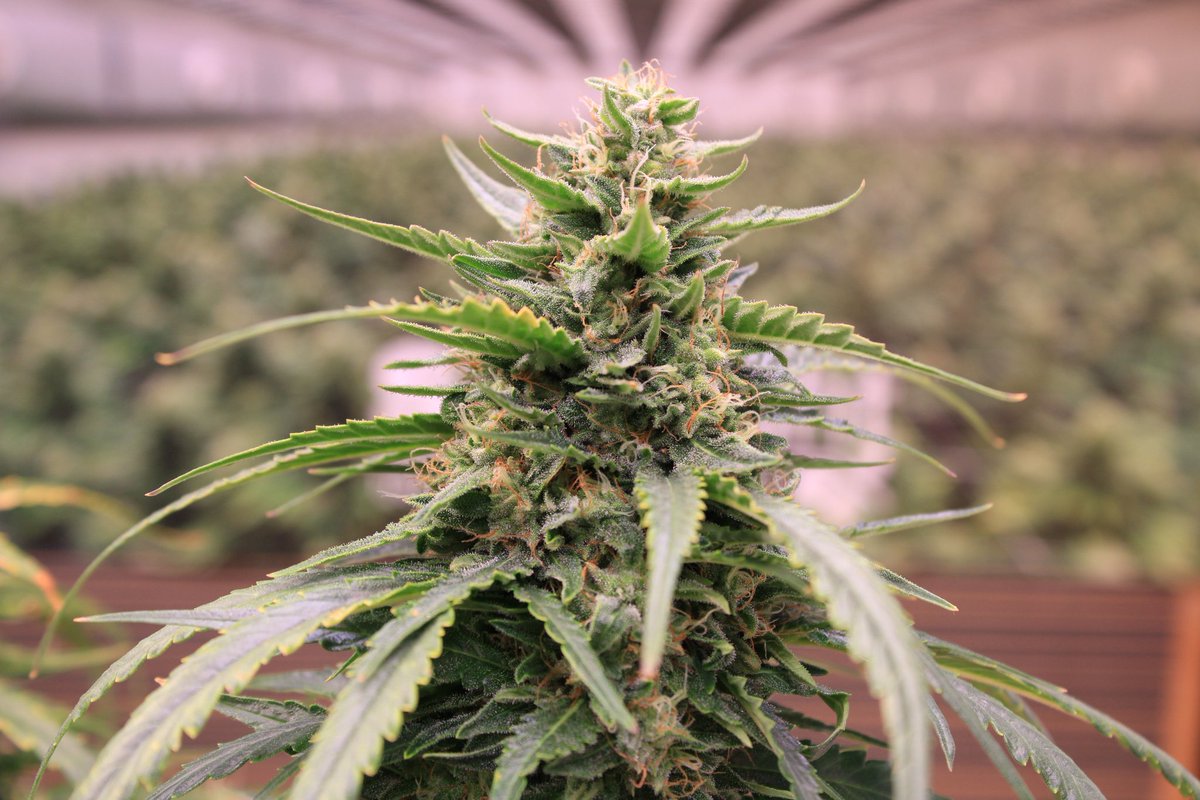 JohnnyBlazeGrow's tweet photo. Juicy Pussy Auto from @HypnoSeeds at day 70 growing nicely under the EVO 5-150 from @SANlightLED that I'm testing out and she's being fed Plagron nutrients!

#SANlight #SANlightLED #SANgrown #SANlightEVO #SANlightEVOseries #plagron #growlegendary #hypnoseeds https://t.co/3zY4pLxmRR