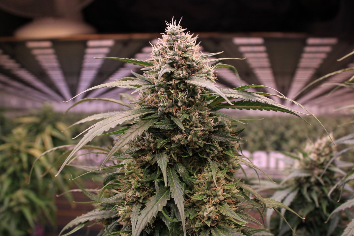 JohnnyBlazeGrow's tweet photo. Green Apple Juice Auto from Anesia Seeds at day 70 growing nicely under the EVO 5-150 from @SANlightLED that I'm testing out and she's being fed Plagron nutrients!

#SANlight #SANlightLED #SANgrown #SANlightEVO #SANlightEVOseries #plagron #growlegendary #anesiaseeds https://t.co/Q9Hg82OuAM