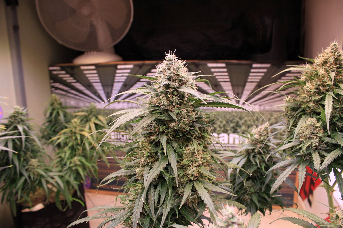 JohnnyBlazeGrow's tweet photo. Green Apple Juice Auto from Anesia Seeds at day 70 growing nicely under the EVO 5-150 from @SANlightLED that I'm testing out and she's being fed Plagron nutrients!

#SANlight #SANlightLED #SANgrown #SANlightEVO #SANlightEVOseries #plagron #growlegendary #anesiaseeds https://t.co/Q9Hg82OuAM