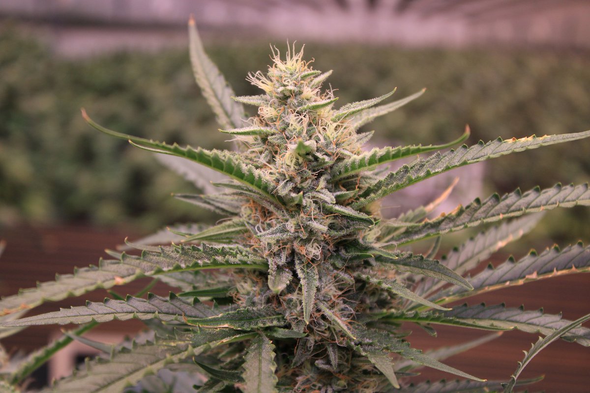 JohnnyBlazeGrow's tweet photo. Sweet Mandarine Zkittlez XL Auto from @sweetseeds_es at day 72 growing nicely under the EVO 5-150 from @SANlightLED that I'm testing out and she's being fed Plagron nutrients!

#SANlight #SANlightLED #SANgrown #SANlightEVO #SANlightEVOseries #plagron #growlegendary #sweetseeds https://t.co/NyrXnJGYTx
