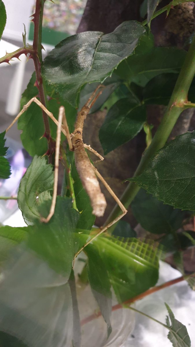 Are you at #NewScientistLive <a href="/ExCeLLondon/">Excel London</a> today? 

Come see us at our stand (H7) - Meet live insects, talk with entomologists and hear about the many career paths that involve insects 🐝🐞🪲

#NSLive2023 <a href="/newscievents/">New Scientist Events</a>