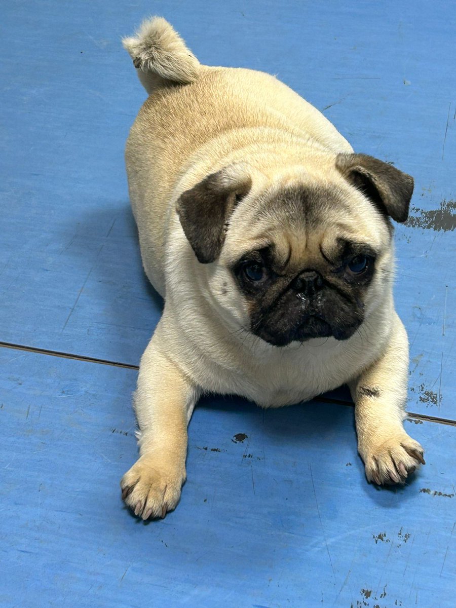 EFENos_'s tweet photo. ¡Viajeros! Ayúdanos a encontrar a la familia de esta hermosa perrita que llegó a #Estación5Pinos, costado poniente. Cualquier consulta pueden comunicarse con el personal de estación 💙🐶 https://t.co/oMVLw1qnTr