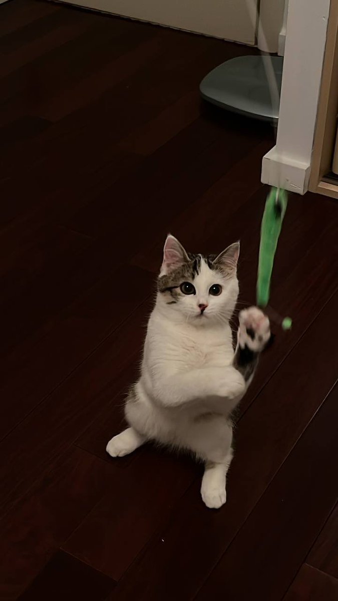 Москва! серую девчонку забрали, белая ужасно тоскует без сестренки 😭
возьмите малышку домой 💔