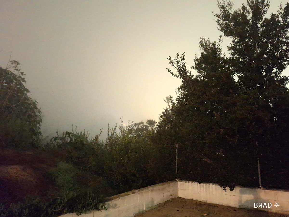 It's super foggy outside, and all I can hear are crickets and the breeze through the leaves. It's totally my kinda morning! 😶‍🌫️

#GoodMorningEveryone #GoodMorningTwitterWorld #GoodMorningFriends #foggy #SanDiego #sandiegoweather #MorningVibes