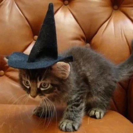 DontShowYourCat's tweet photo. where me spell-book https://t.co/bPYXeiOQYJ