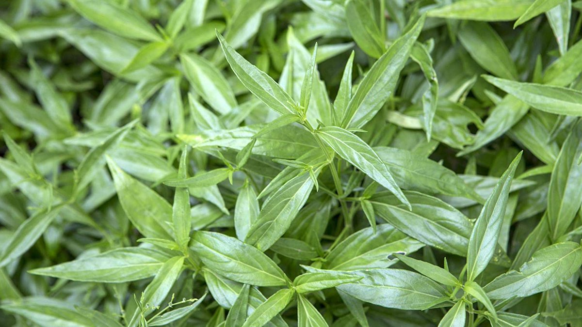 _Woman_health's tweet photo. The #Antioxidant #Andrographolide (Andro) Isolated From #Herbal #Andrographis Effects on Cancers, According to Scientists https://t.co/LR0q44pVGp https://t.co/DILxz1tk6h