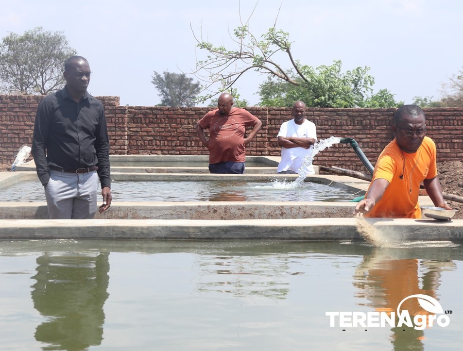 AgroTeren's tweet photo. RAISING CHAMBO IN CONCRETE TANKS!
Yes, you can raise your stock in concrete tanks. This is one of our dedicated customers, comfortably raising Chambo in concrete tanks. And of course, feeding them with TEREN AGRO's HIGH QUALITY FEED!

#Letscommercializefishfarming https://t.co/UPGD6QTd5b