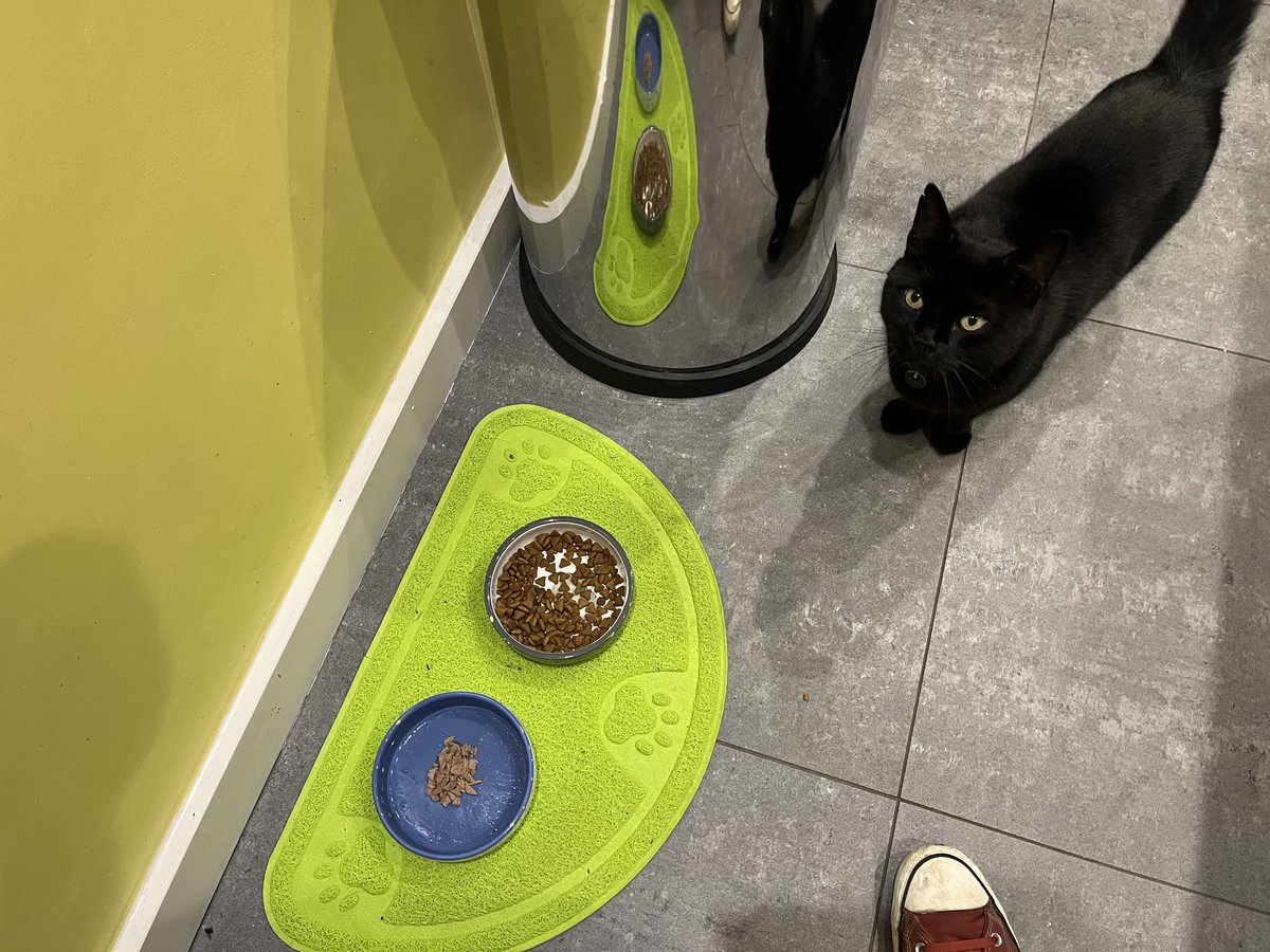 Kedi complaining that his dishes are empty

#cat #blackcat #blackcats #blackcatsoftwitter #cats #CatsOfTwitter #brightoncats #Caturday #adoptdontshop #panfursquad